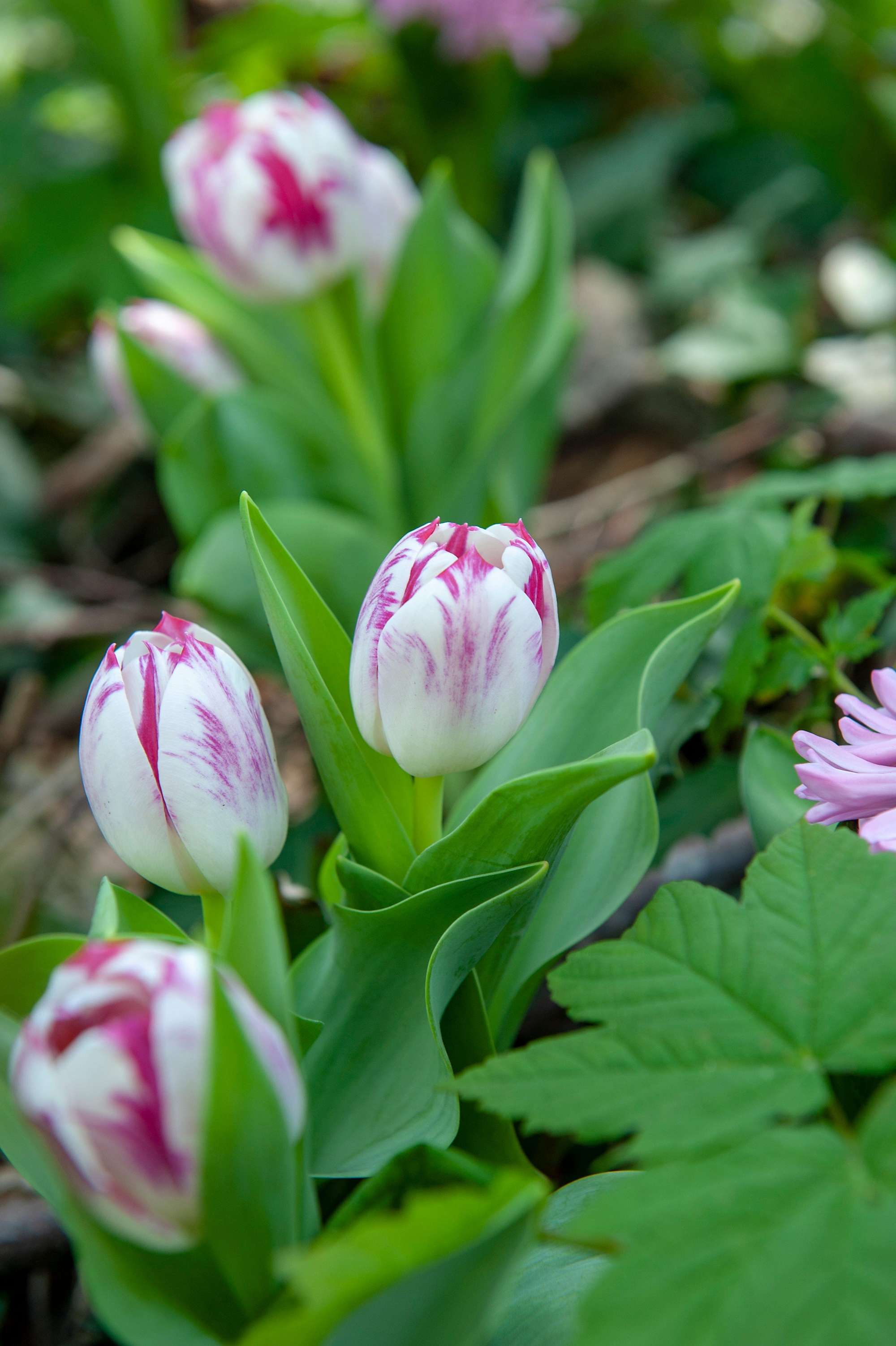 Tulpan 'Flaming Flag'